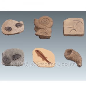 명작화석-동물화석모형(6종세트)