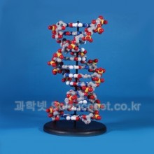 DNA모델2