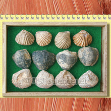 조개화석(3종12개 목상자)