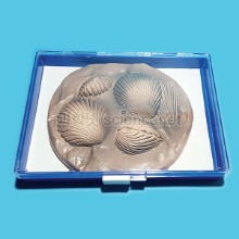 조개화석모형(보관케이스포함)