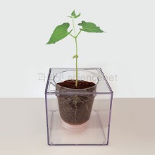 투명화분(뿌리-잎 관찰)  /식물미포함