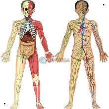 인체의 신비 인체전신 입체모형(1인용 포장)